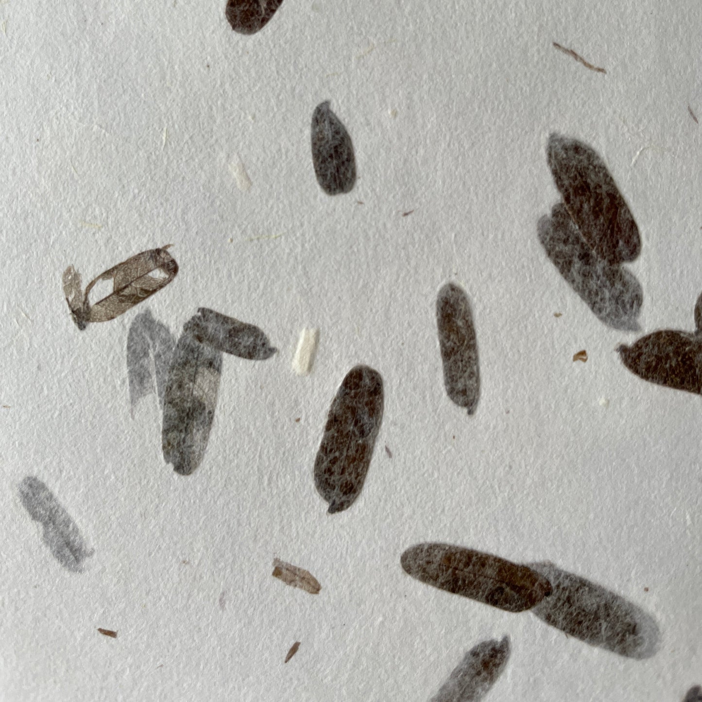 SOUha Backdrop No.003 "TAMARINDO" / Tamarind Leaves