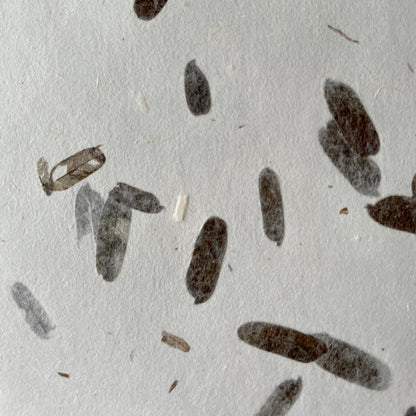 SOUha Backdrop No.003 "TAMARINDO" / Tamarind Leaves